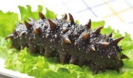 烟台海参爆料视频大全最新,揭秘行业真相与品质之谜